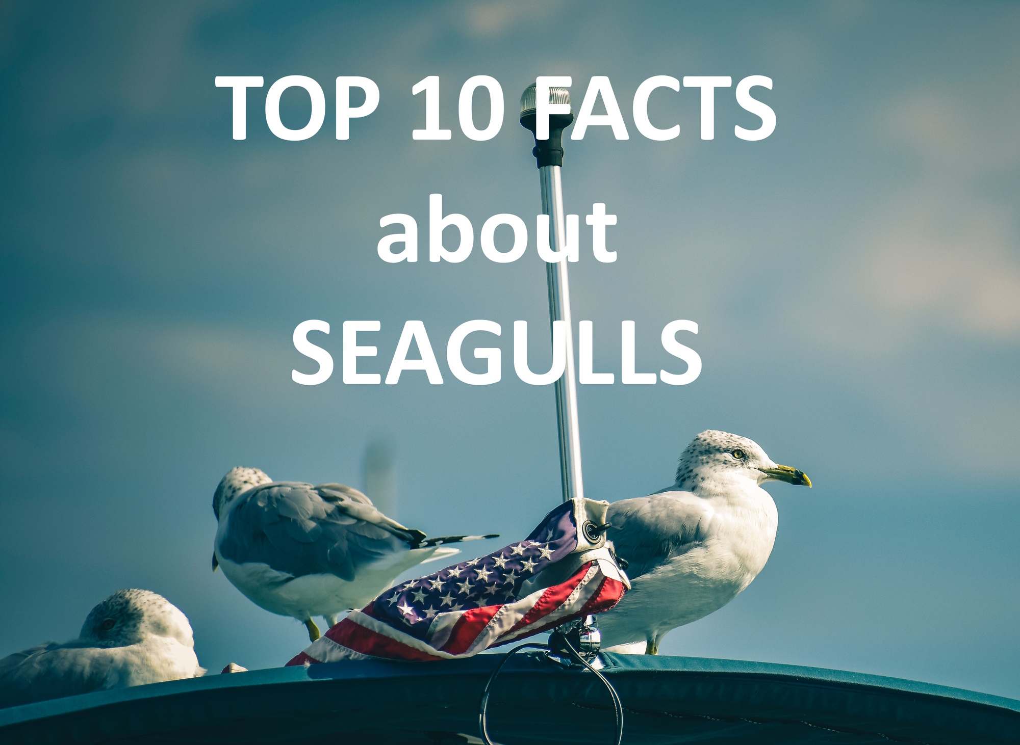 Three seagulls next to the American flag. Sea and clouds in the distance. TOP 10 FACTS about SEAGULLS.