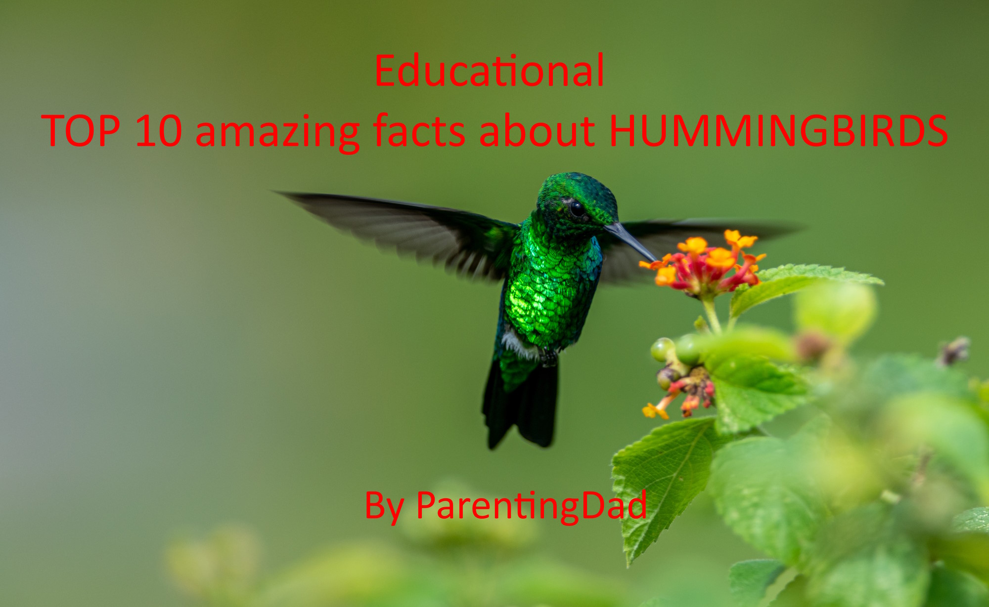 Hummingbird hovering over the flowers