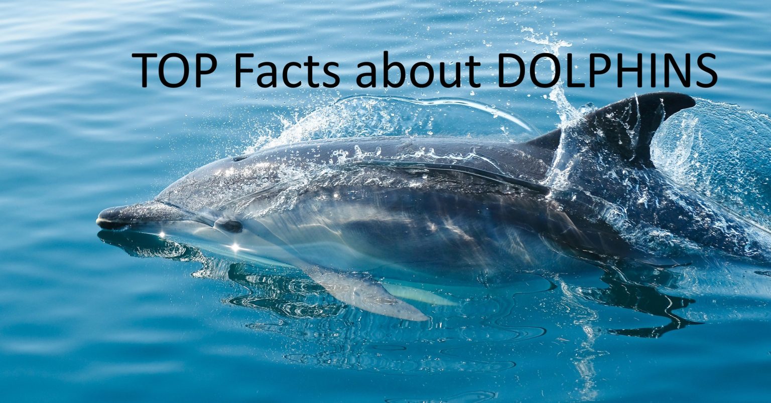 Educational – Top facts about dolphins – Parenting Dad