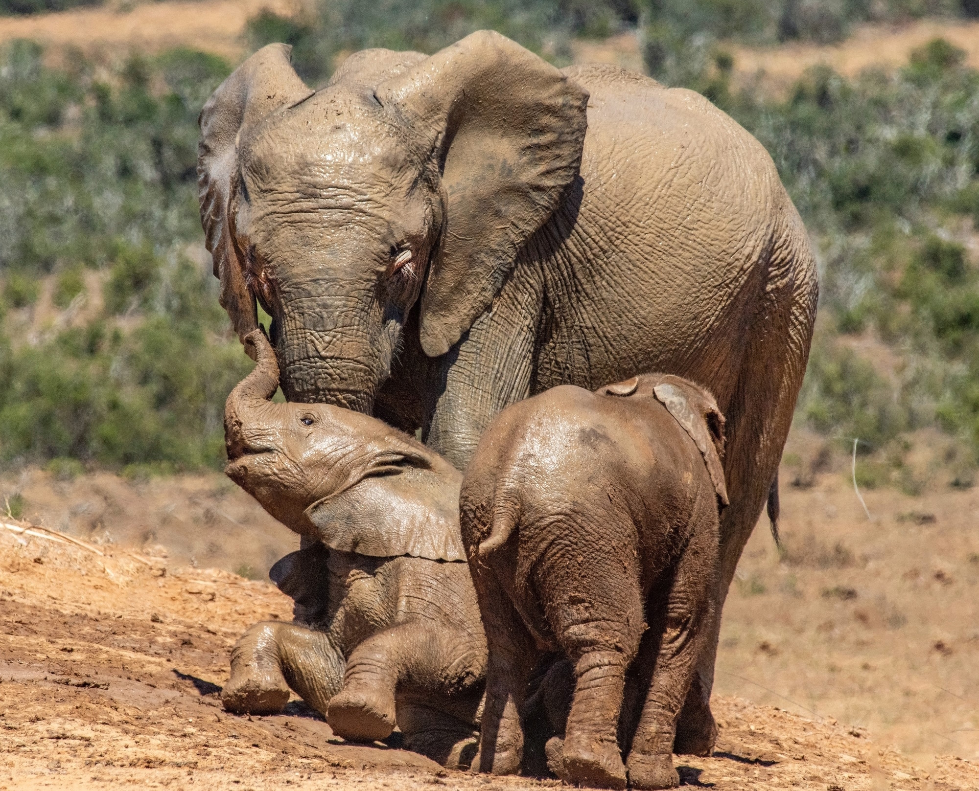 Educational Top amazing facts about ELEPHANTS Parenting Dad