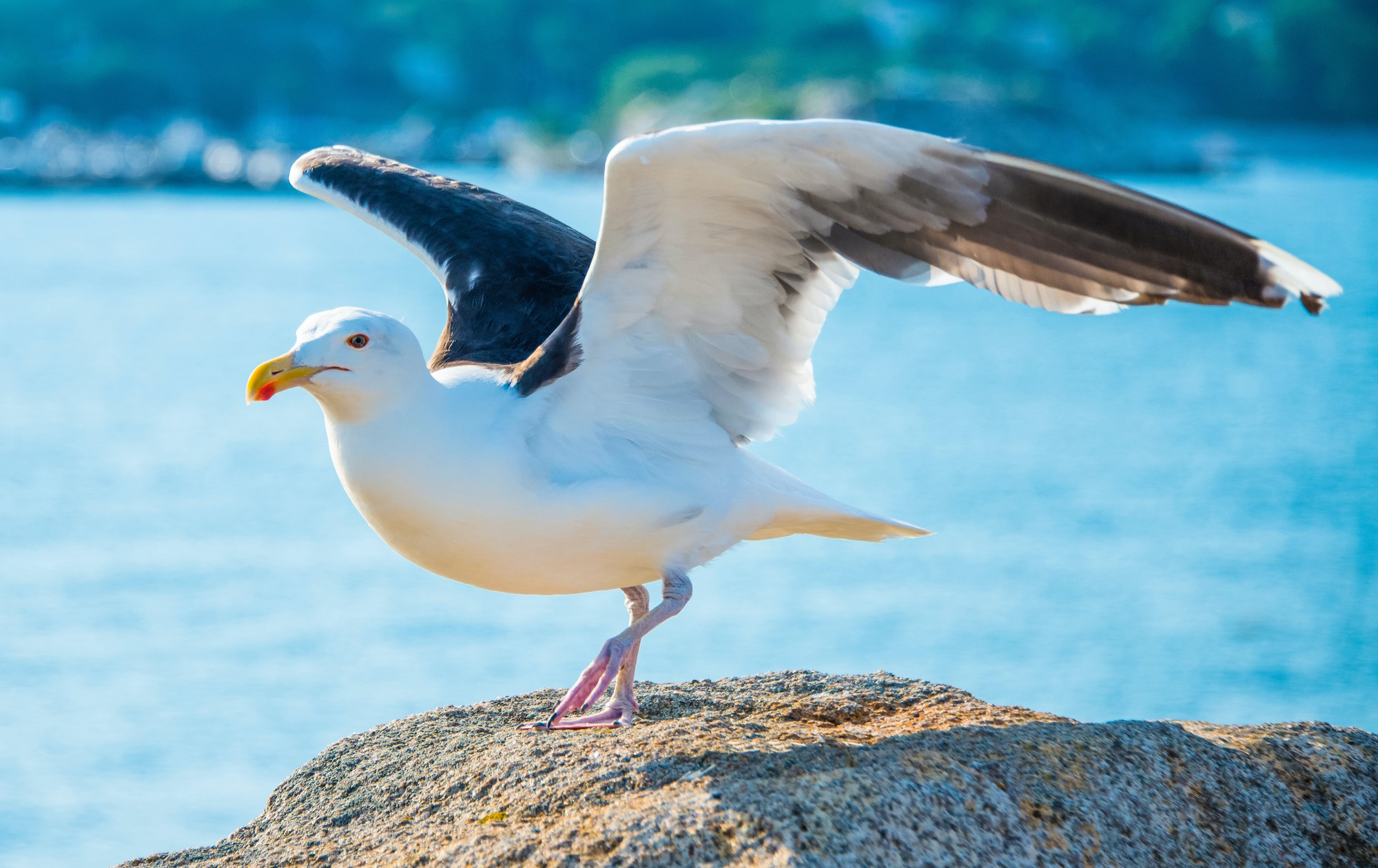 Top 10 Facts About Seagulls Parenting Dad