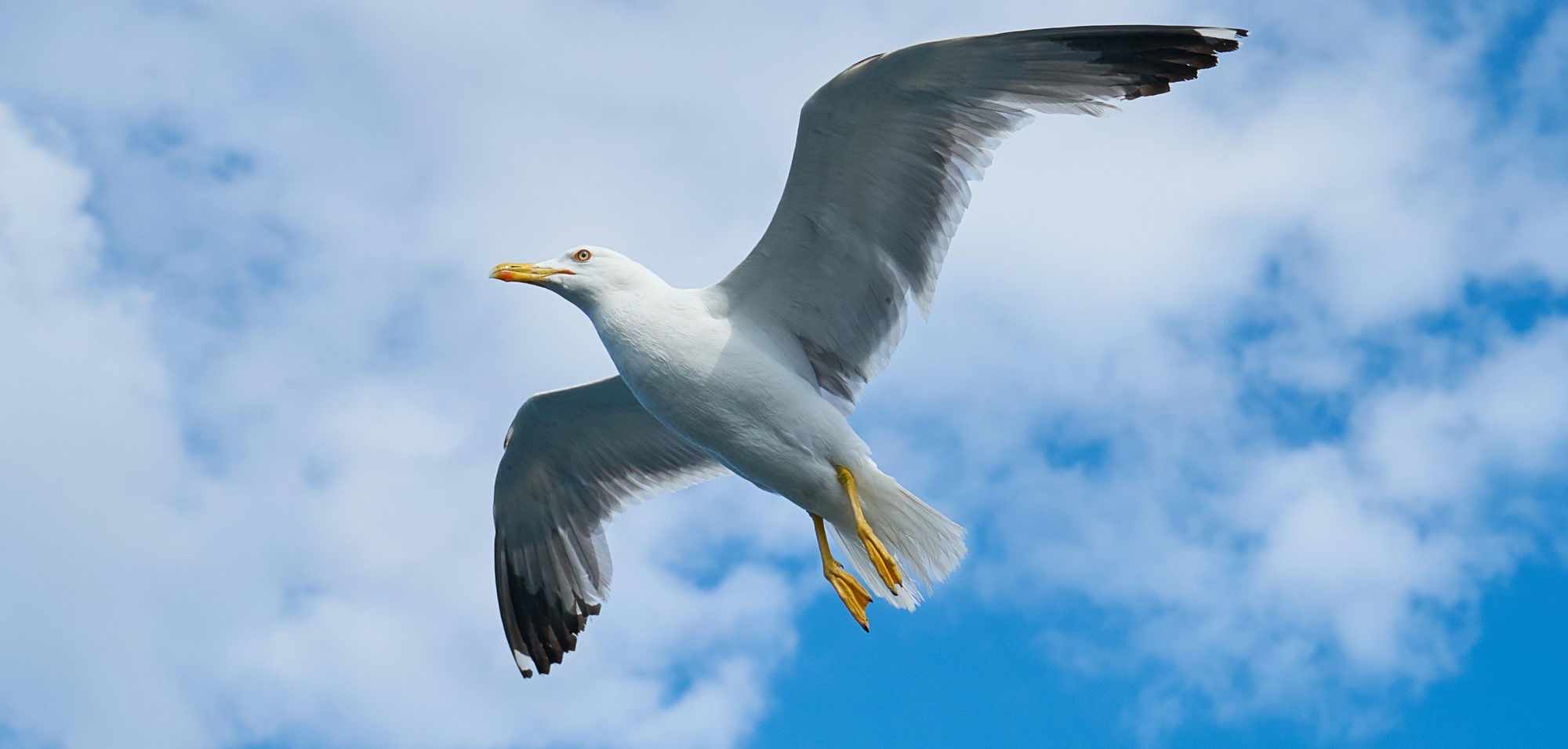 TOP 10 facts about Seagulls – Parenting Dad