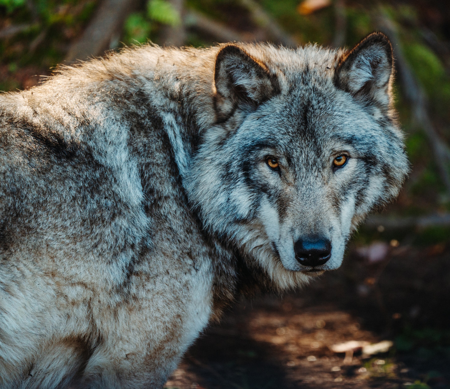 Grey wolf, looking at the viewer.