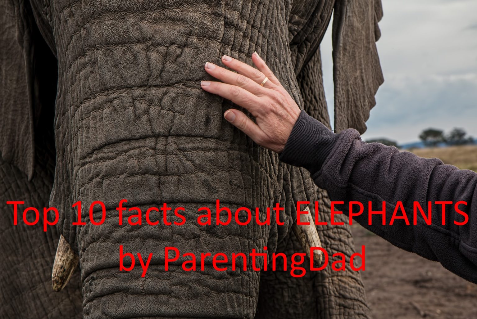 Educational Top amazing facts about ELEPHANTS Parenting Dad
