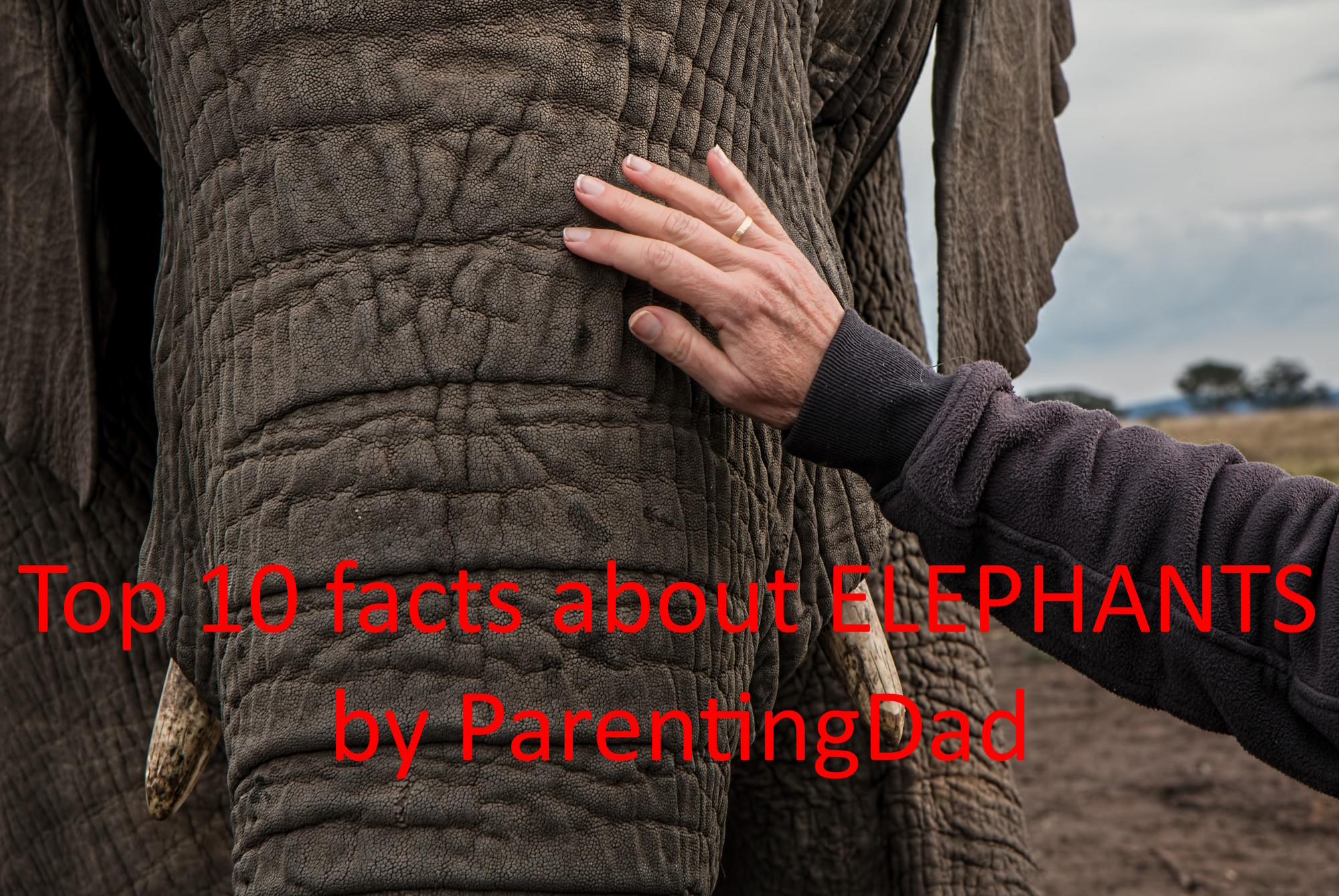 Elephant. Caring hand, with the wedding ring, cuddling elephant's trunk.