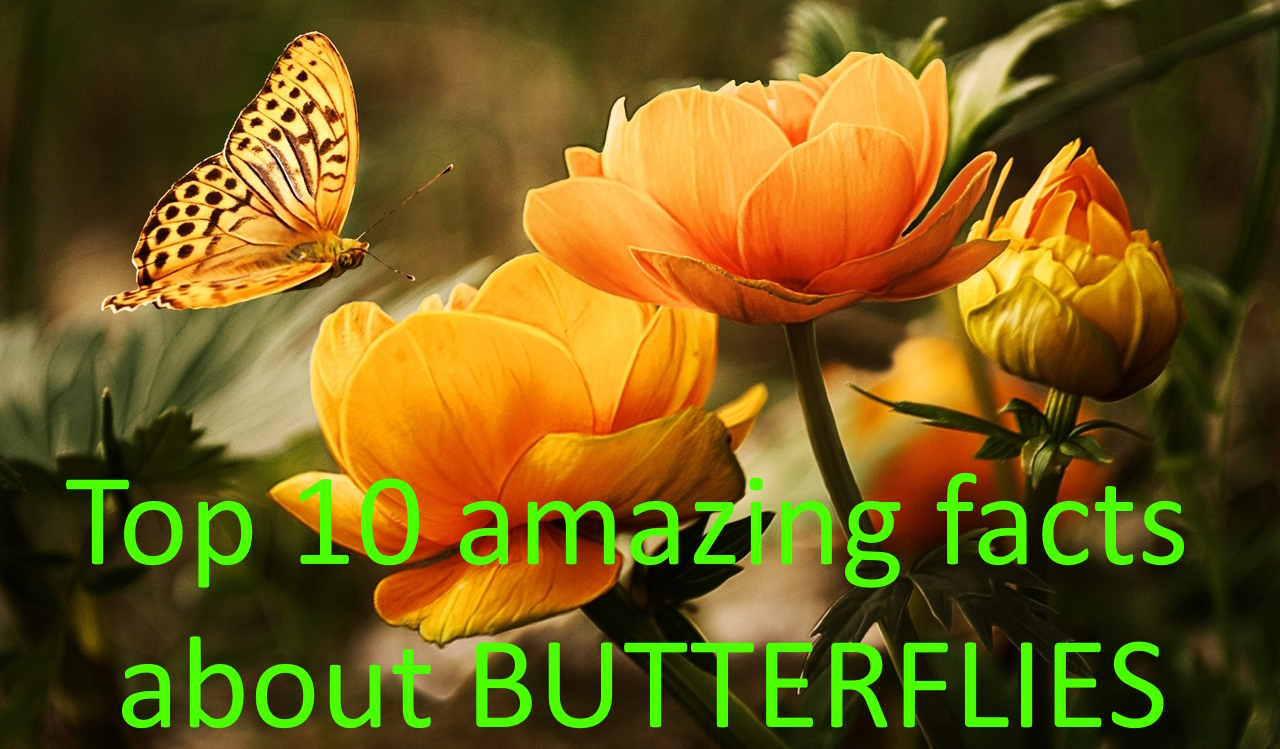 butterfly, flowers, top 10 amazing facts about butterflies