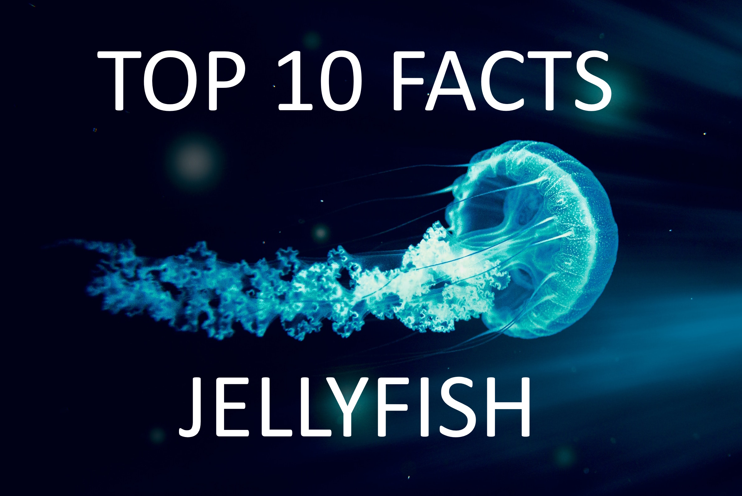 top-10-facts-about-jellyfish-parenting-dad