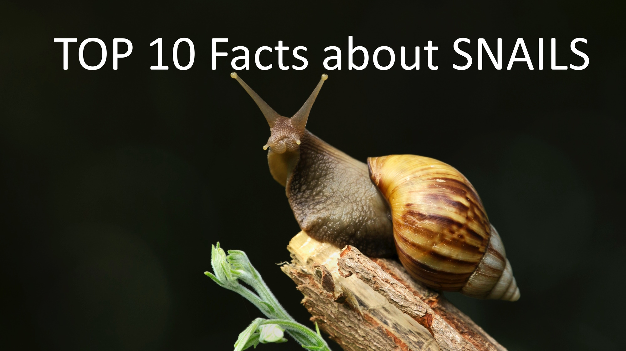 Large snail looking at the camera