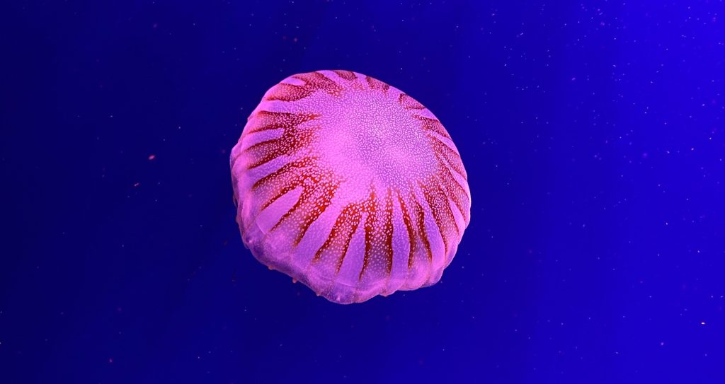 Hotsell Jellyfish top