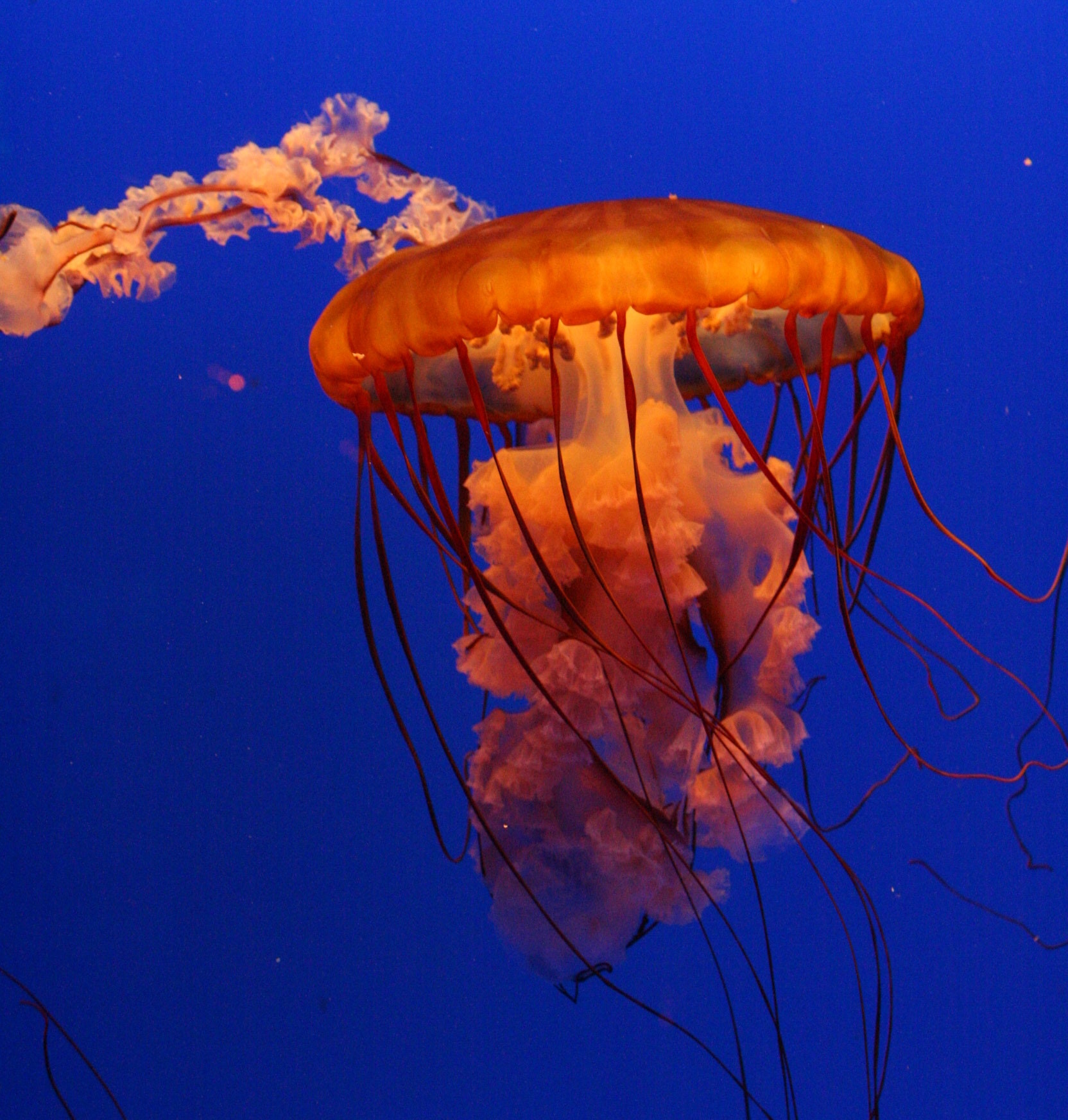 TOP 10 Facts about JELLYFISH – Parenting Dad