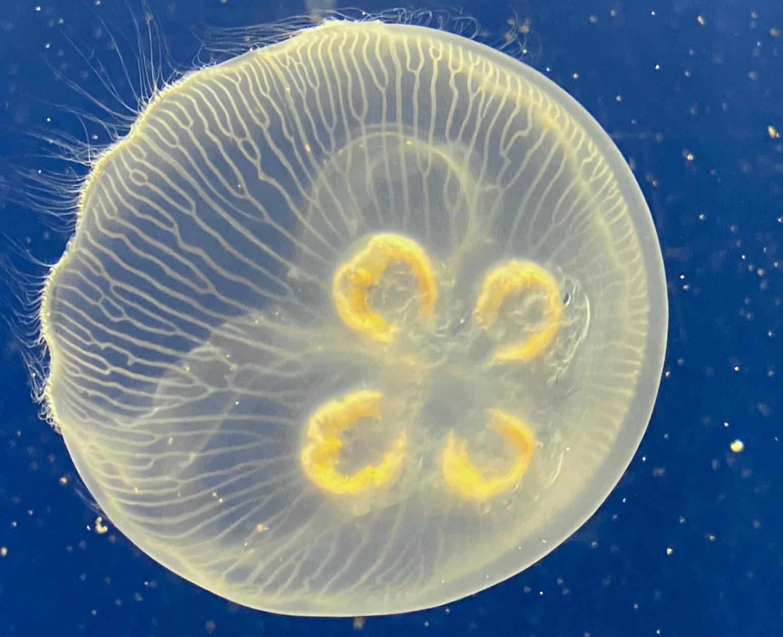 TOP 10 Facts about JELLYFISH Parenting Dad