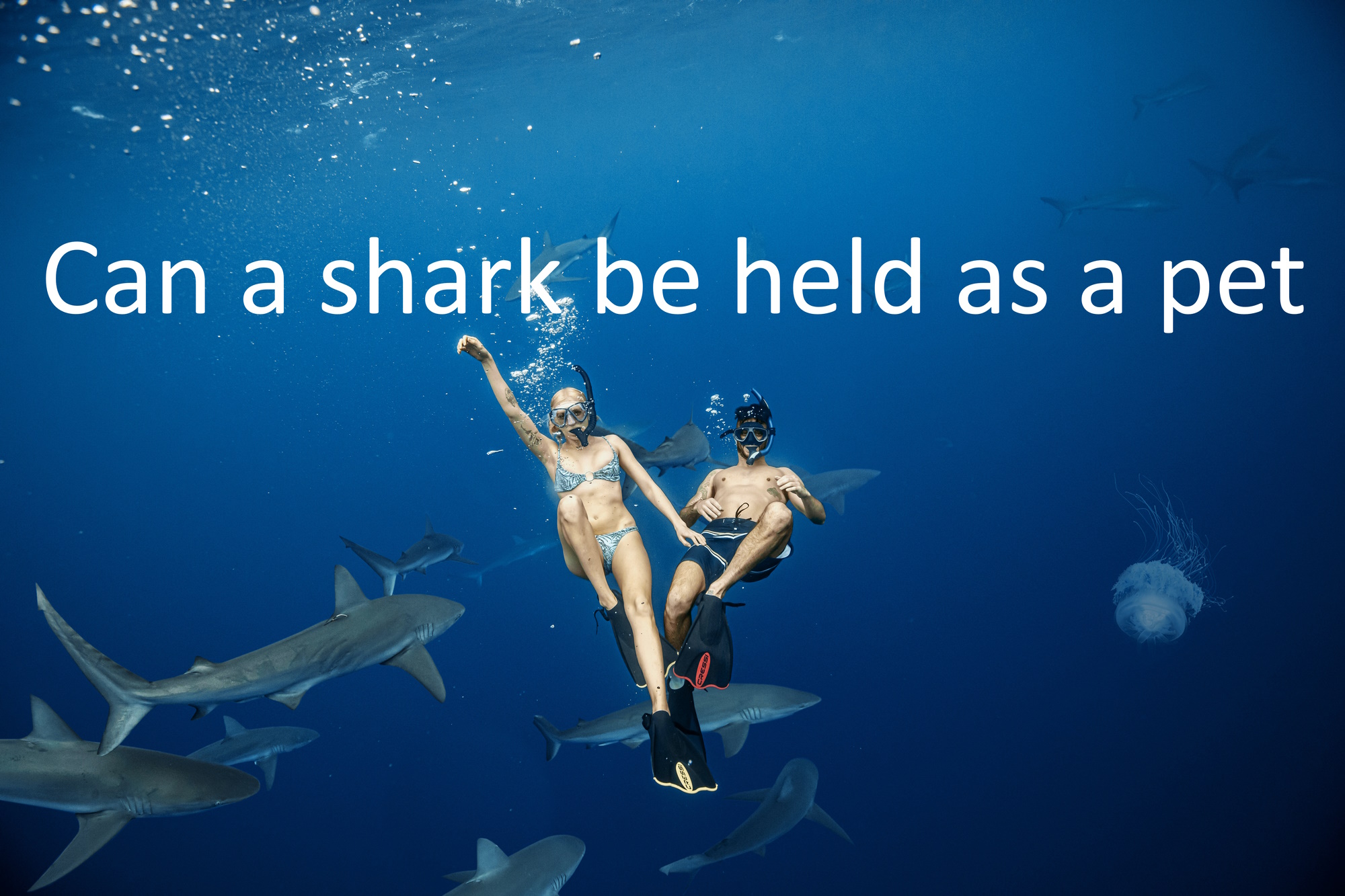 Woman and man diving with the sharks. Can a shark be held as a pet?