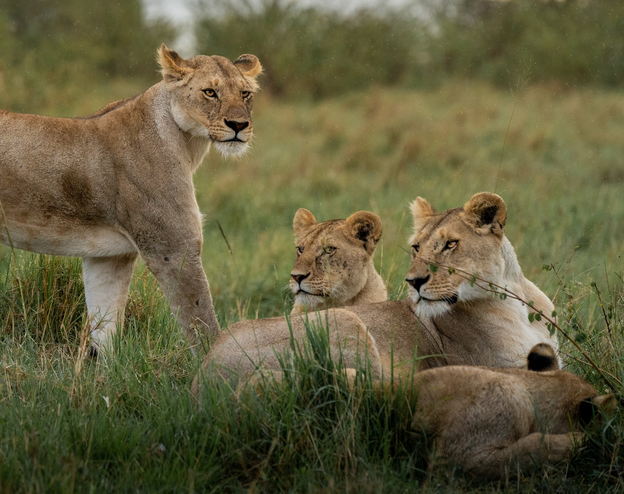 Top Facts about LIONS – Parenting Dad