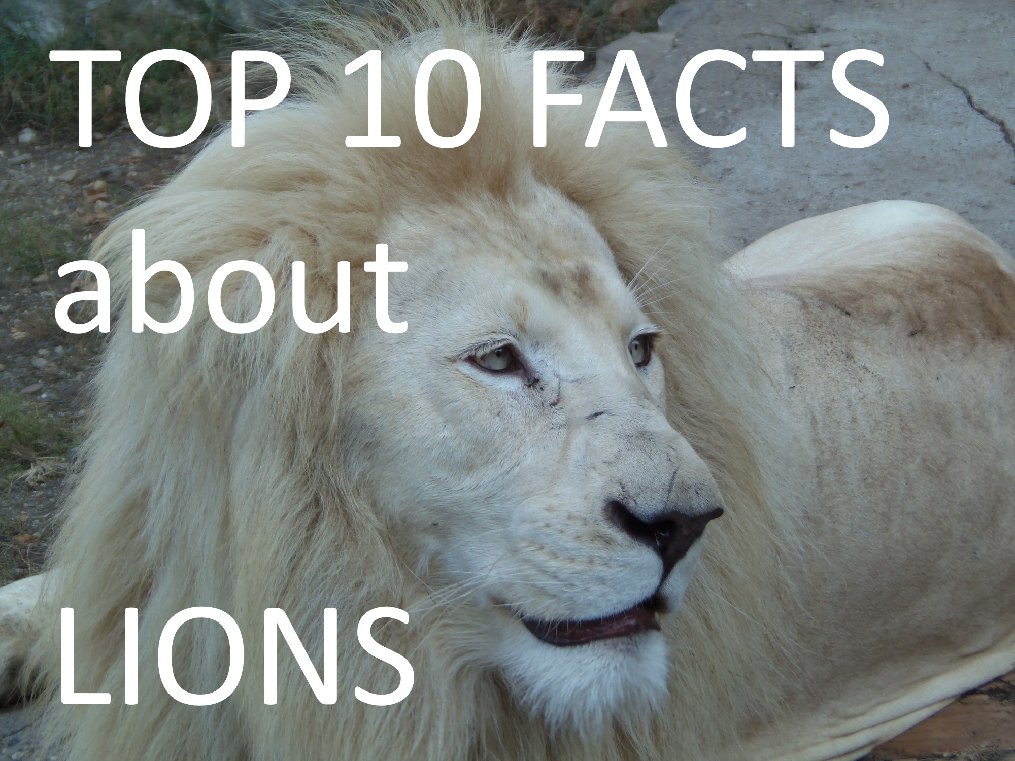 Majestic white lion TOP 10 Facts about lions