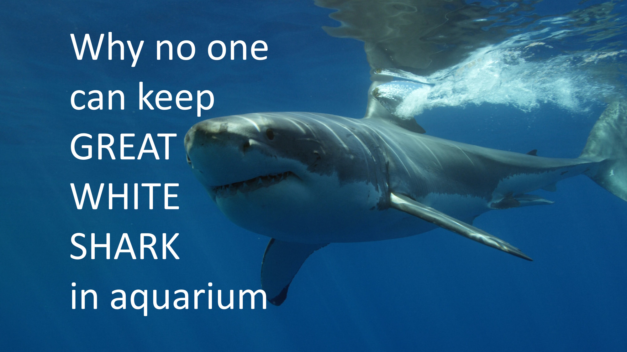 Great White Shark. Why NO ONE can keep a GREAT WHITE SHARK in aquarium?