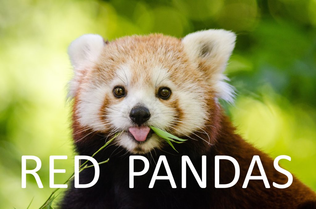 TOP 10 Facts Red Panda – Parenting Dad