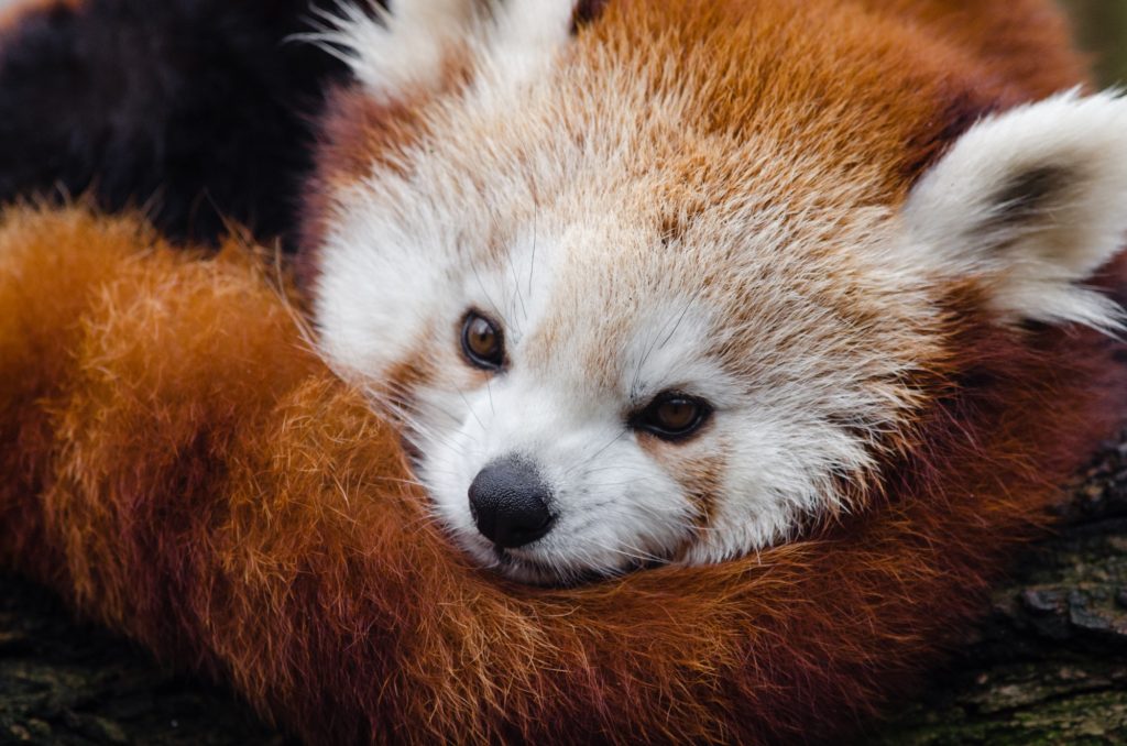 TOP 10 Facts Red Panda – Parenting Dad