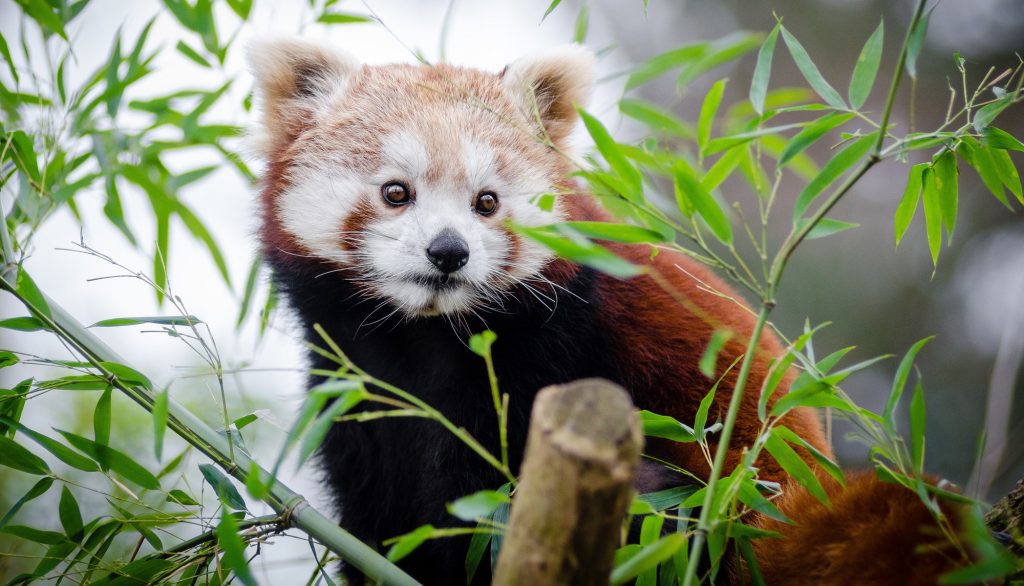 TOP 10 Facts Red Panda – Parenting Dad