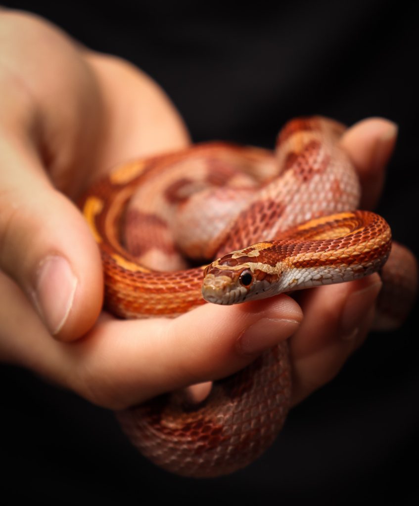 Top 10 Facts All About Snakes – Parenting Dad