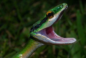 TOP 10 facts all about SNAKES – Parenting Dad