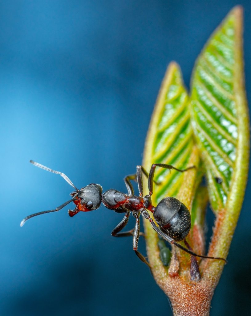 Unbelievable! Ants Rescue Their Injured Friends! – Parenting Dad