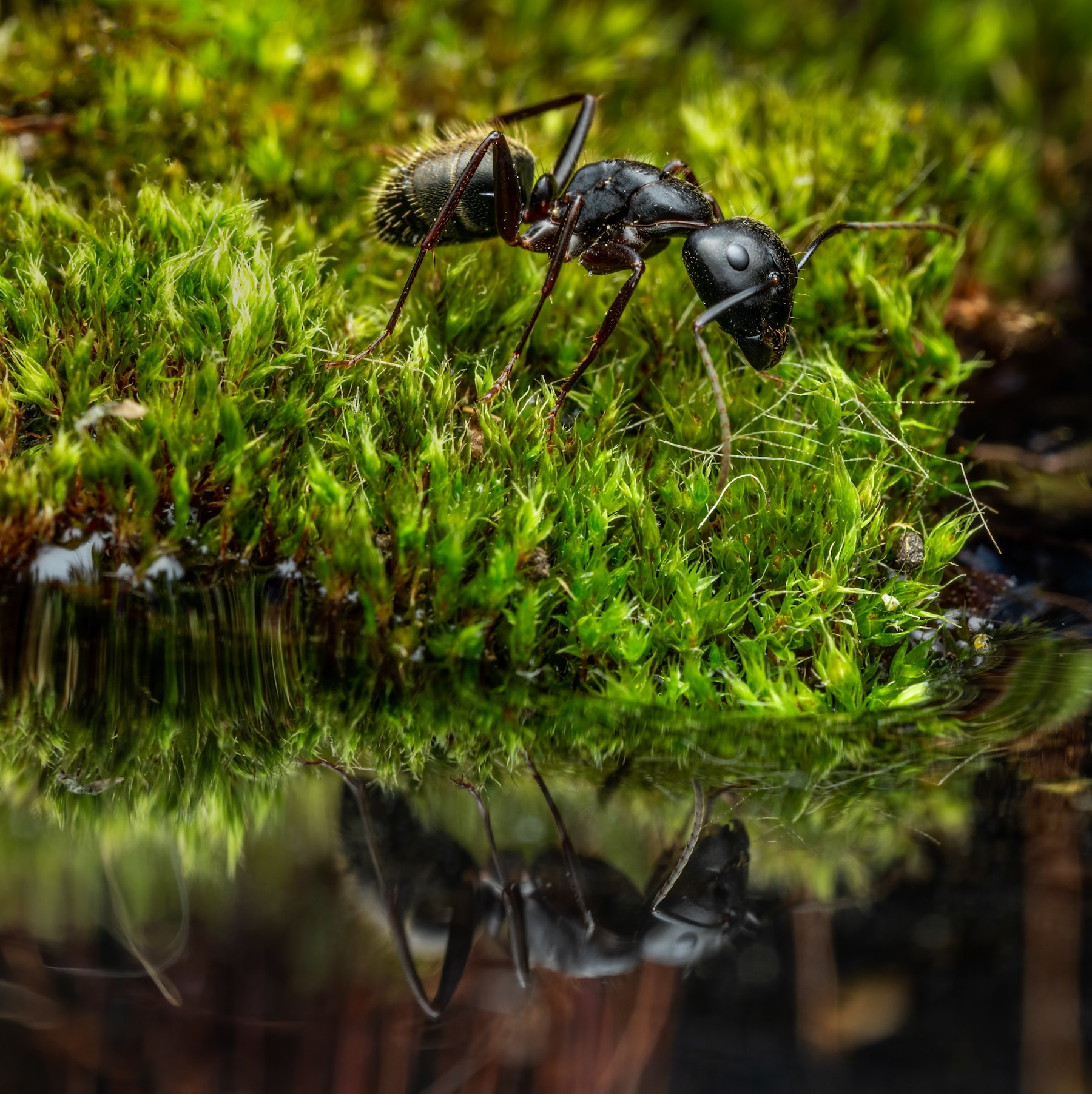 Unbelievable!  The Real Size Of Ants Revealed - g3jzj5p