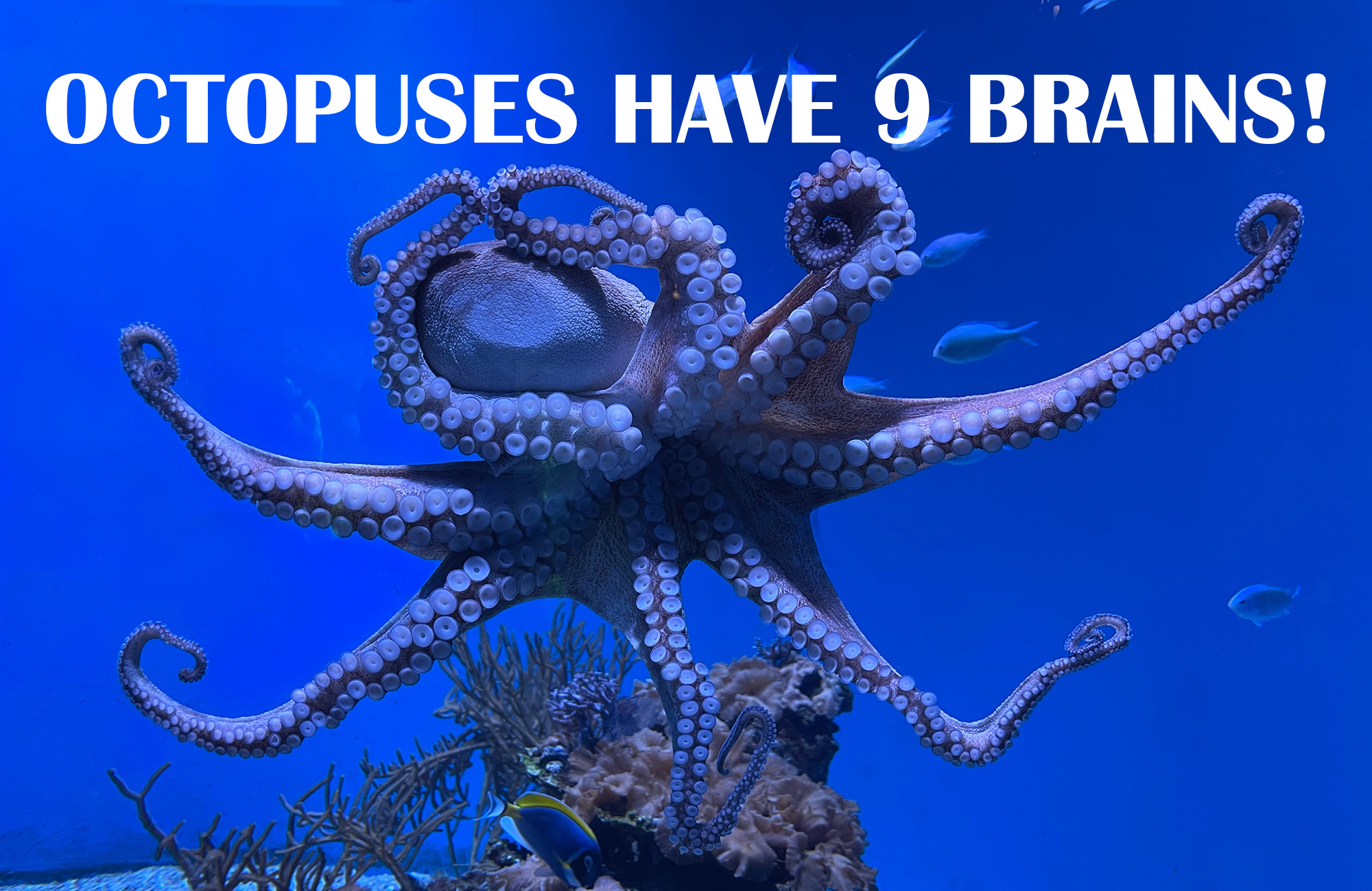 octopuses-have-9-brains-parenting-dad